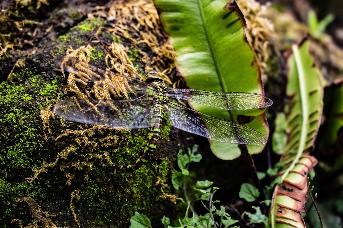 A dragonfly resting on moss and hart's tongue fern above the water