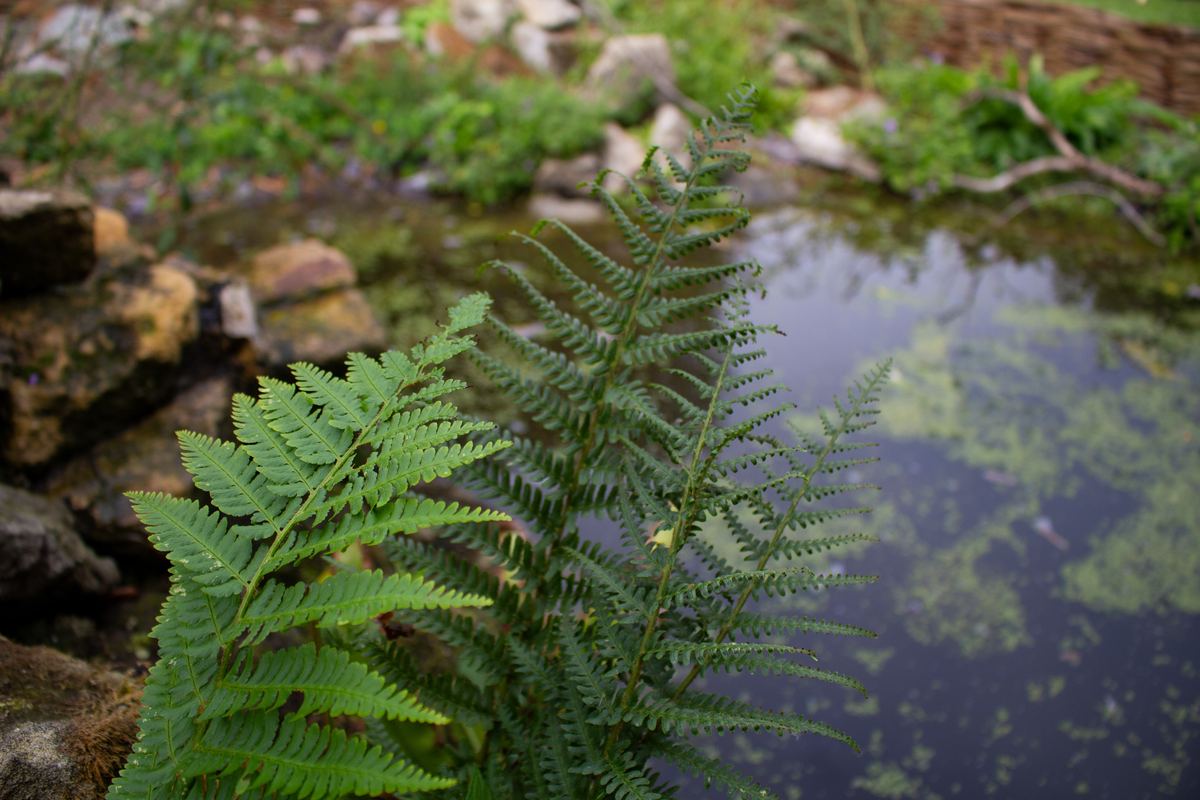 A fern arching over still water, its fronds reflected in the surface