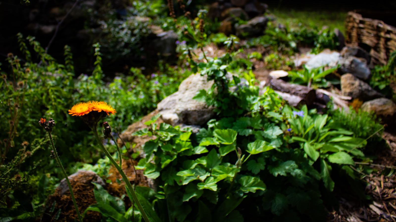 A planted bank of native perennials and stone, with a woven willow fence along the boundary