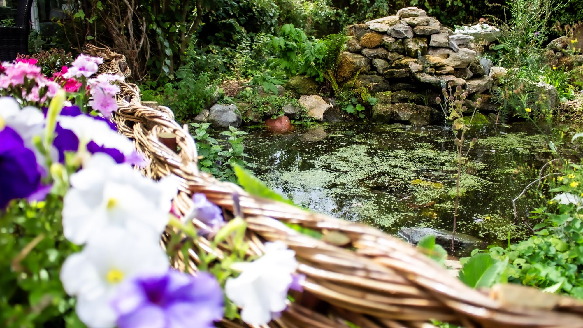 A wildlife pond in late summer, its surface green with duckweed, edged by a woven willow border and a drystone cascade beyond