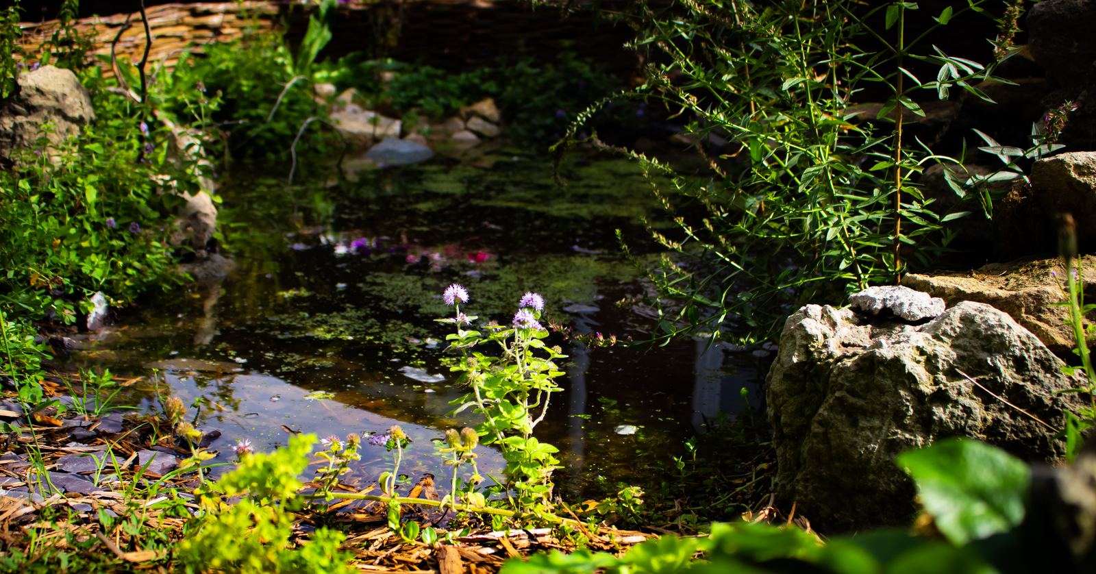 The planted edge of a wildlife pond, with marginal planting and a weathered stone at the waterline