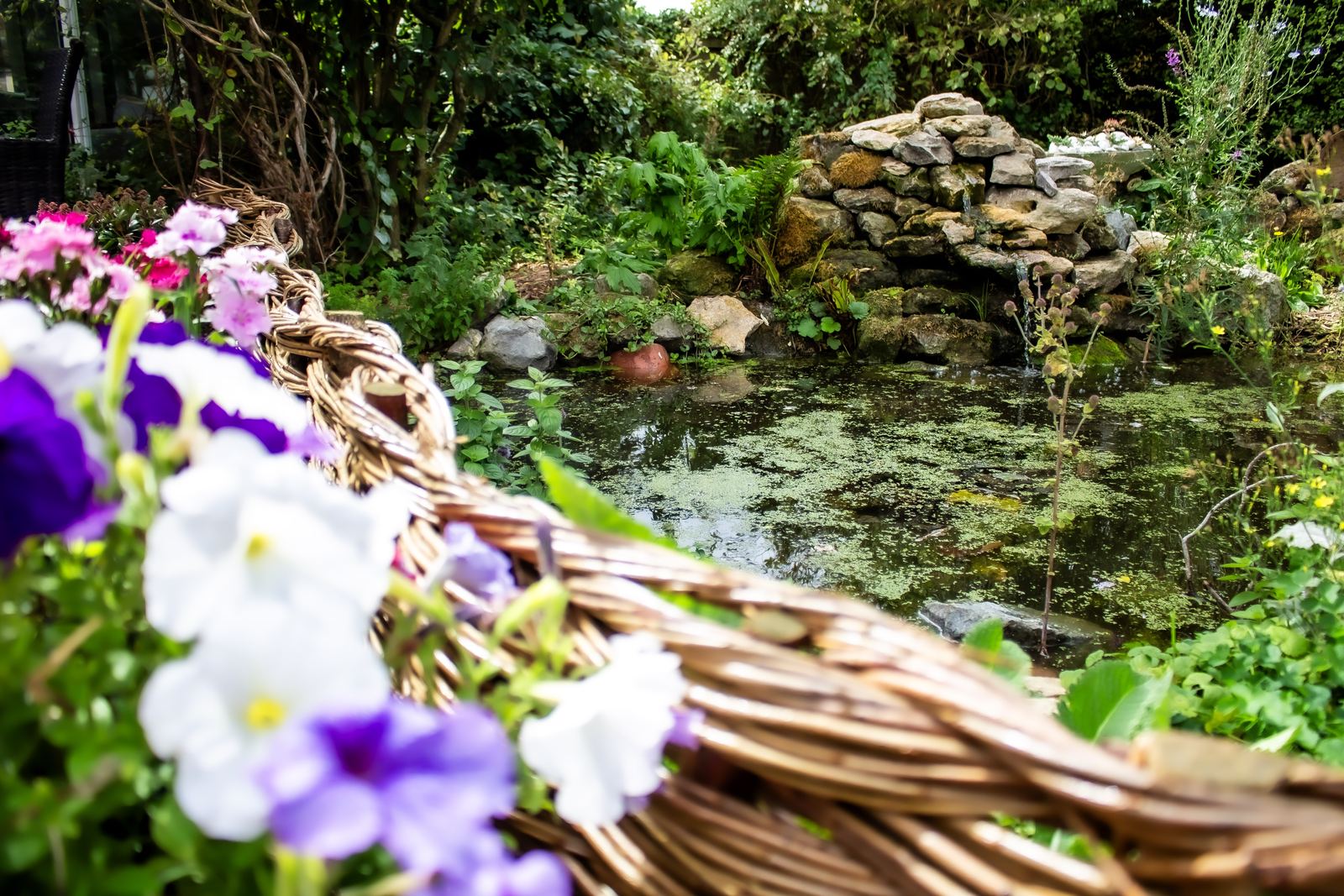A wildlife pond seen past a woven willow border, with petunias in the foreground and a stone cascade beyond